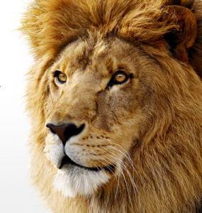 Mac OS X Lion