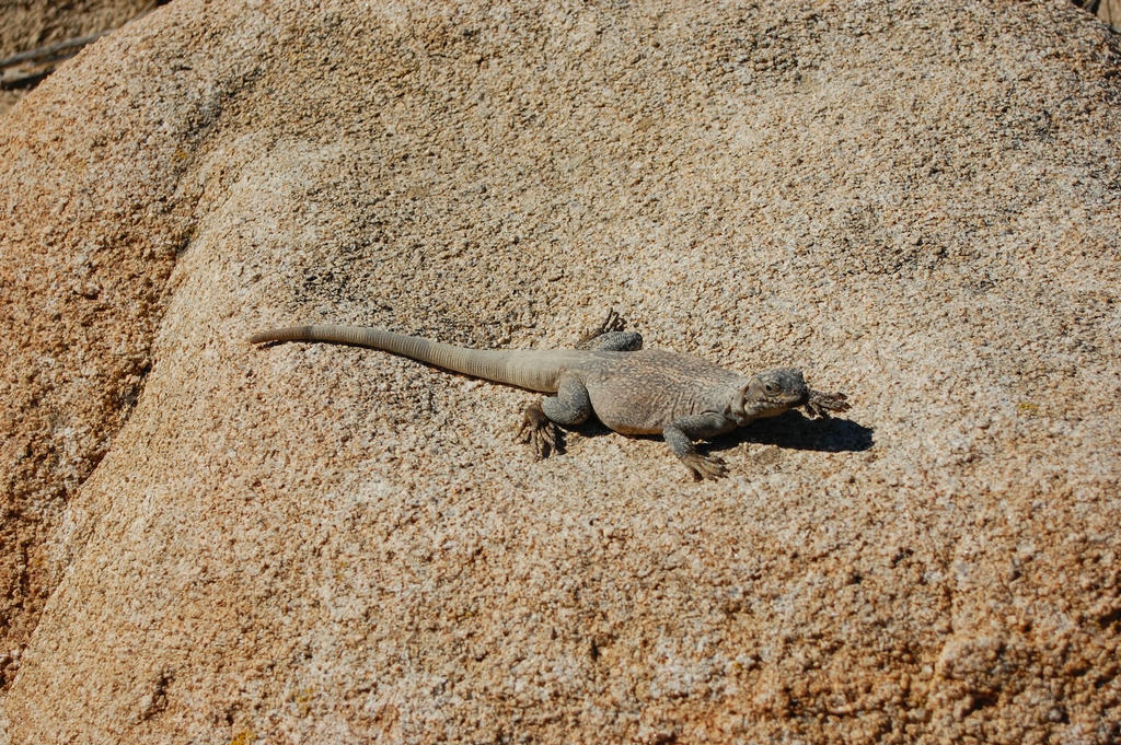 Lizard in the desert